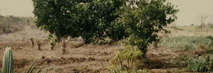 The bare land in 1984