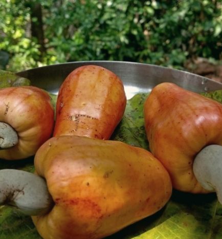 Cashew apples on the spice plantation, the fruit that becomes cashew feni